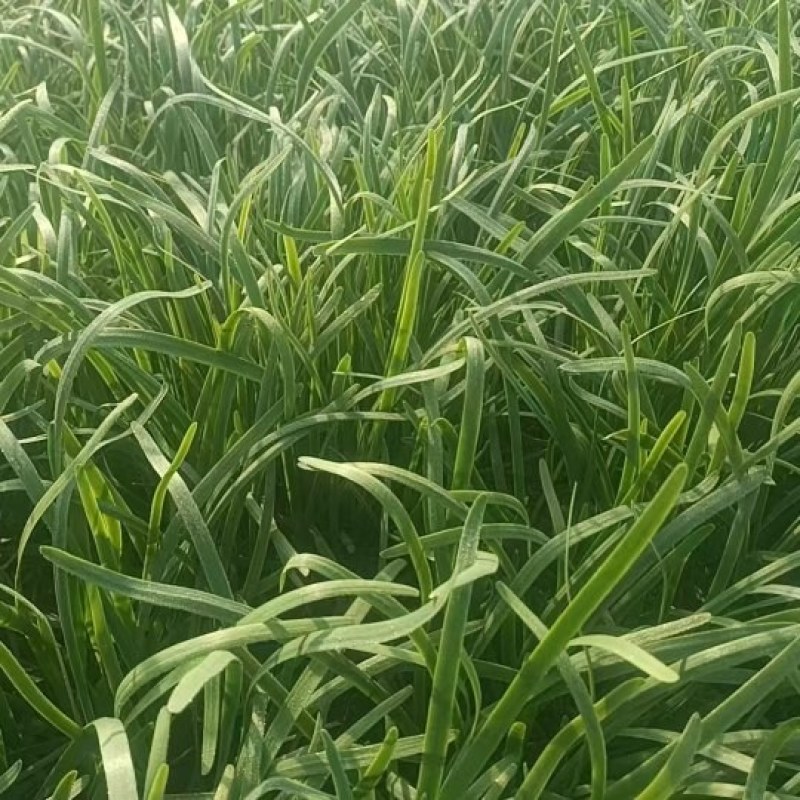 韭菜预售红根韭菜禹城代收代办欢迎光临霍焱果蔬店