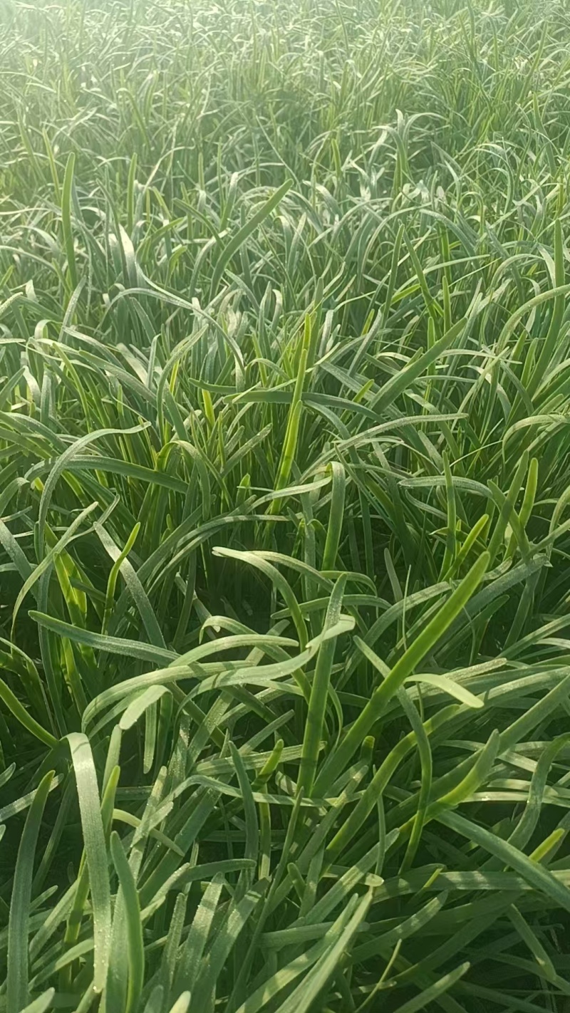 韭菜预售红根韭菜禹城代收代办欢迎光临霍焱果蔬店