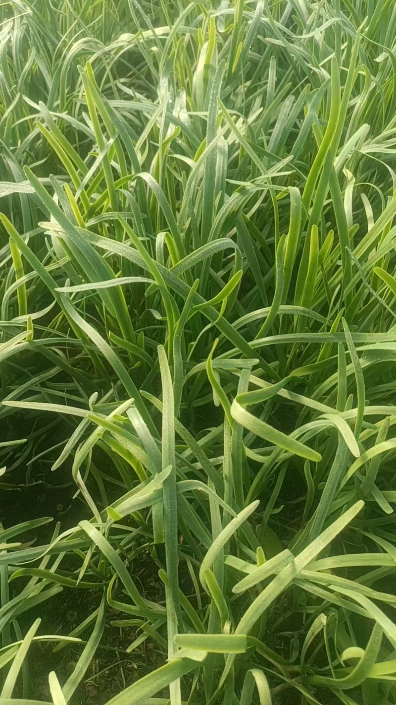 韭菜预售红根韭菜禹城代收代办欢迎光临霍焱果蔬店