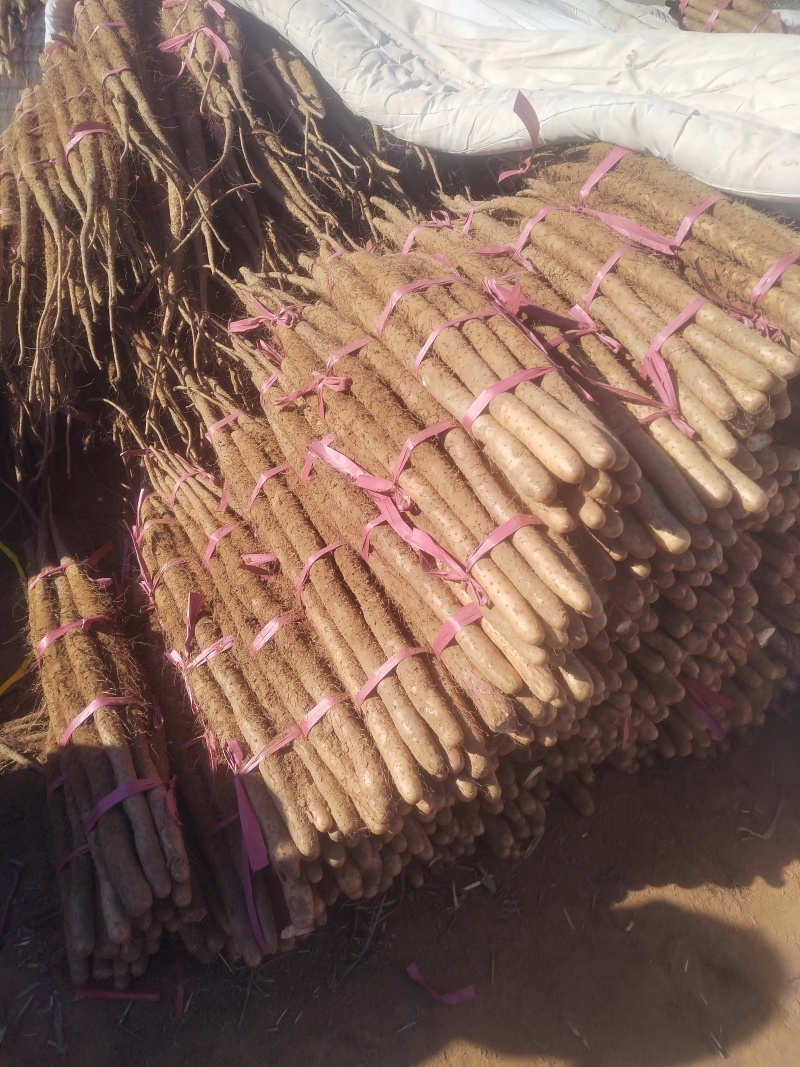 铁棍山药代收（大量现货供应）