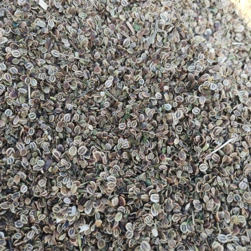 白花前胡种子