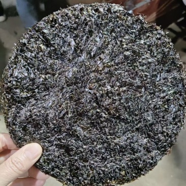 霞浦紫菜