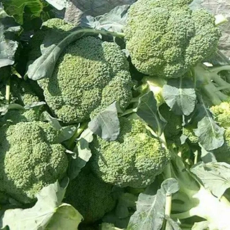 耐寒西兰花大量供应支持产地视频看货量大从优欢迎订购