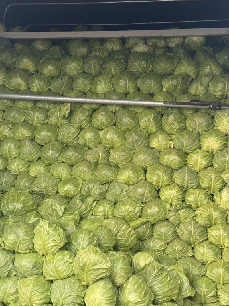 软甘蓝，甘蓝，大量供应