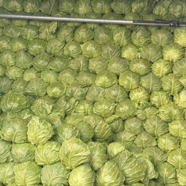 软甘蓝，甘蓝，大量供应