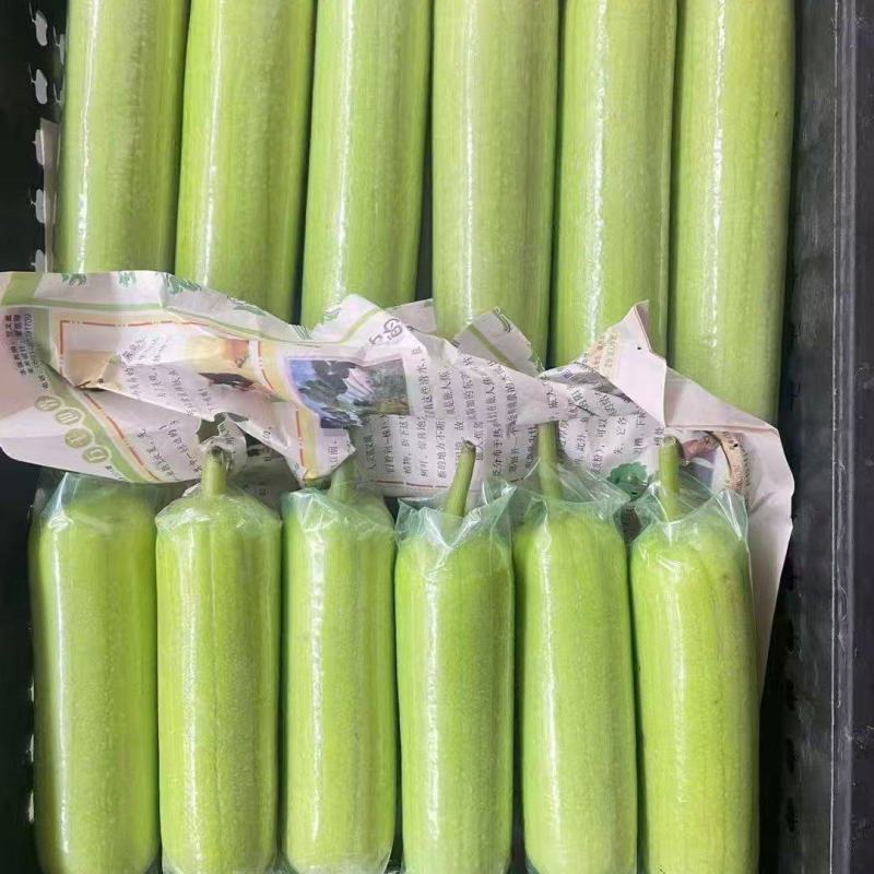 白丝瓜