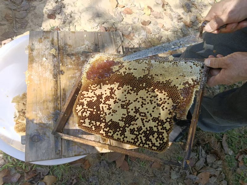 冬蜜野生蜂蜜高山纯蜂蜜鸭脚树木蜜，品质保证，价格电话可谈