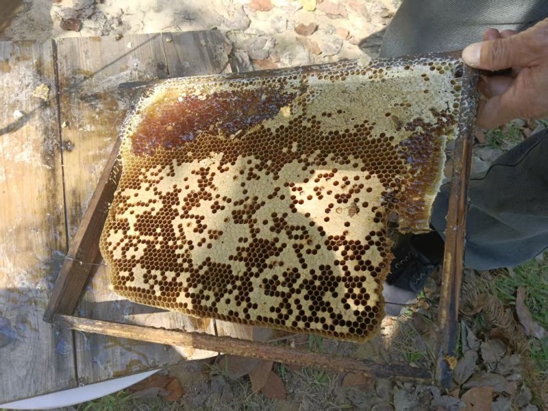 冬蜜野生蜂蜜高山纯蜂蜜鸭脚树木蜜，品质保证，价格电话可谈