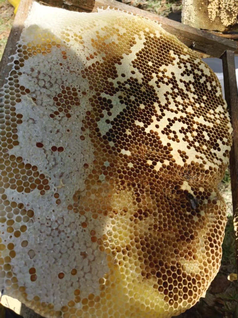 冬蜜野生蜂蜜高山纯蜂蜜鸭脚树木蜜，品质保证，价格电话可谈
