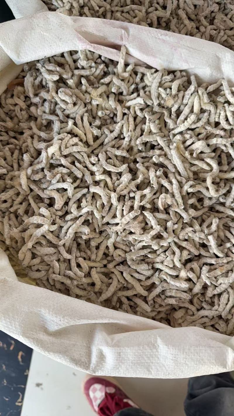 僵蚕，白僵蚕，产地直销货源充足价格美丽量大从优