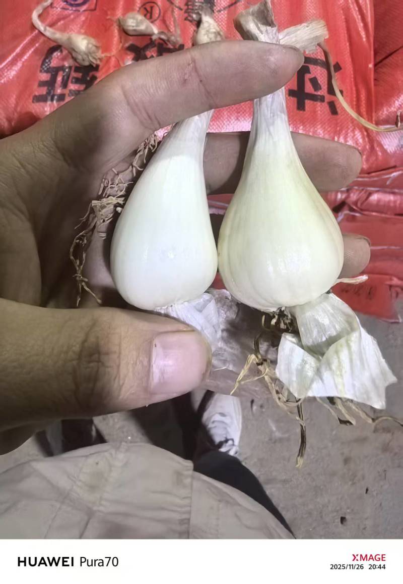 荞头