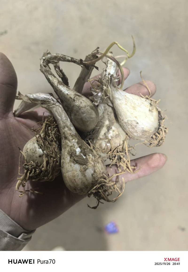 荞头
