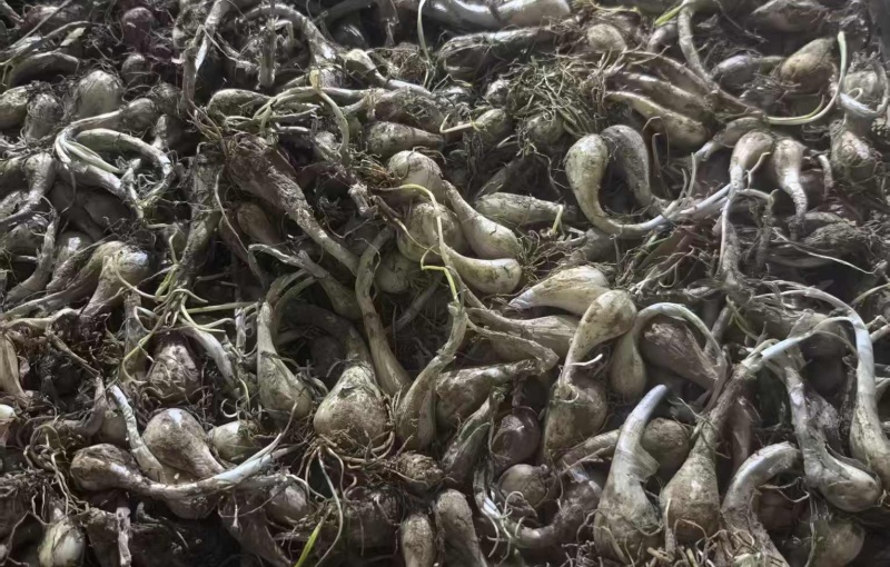 荞头