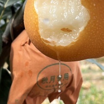 丰水梨/梨子/原产地直供/色相好糖度高/对接批发采购