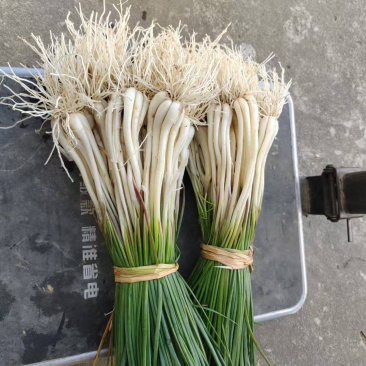 荞头