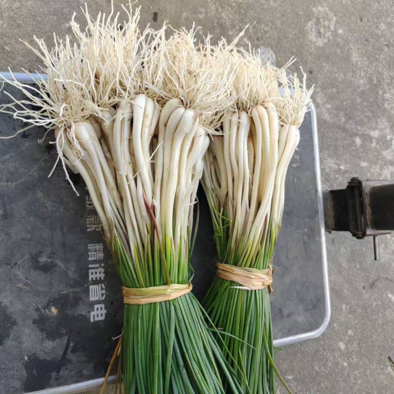 荞头