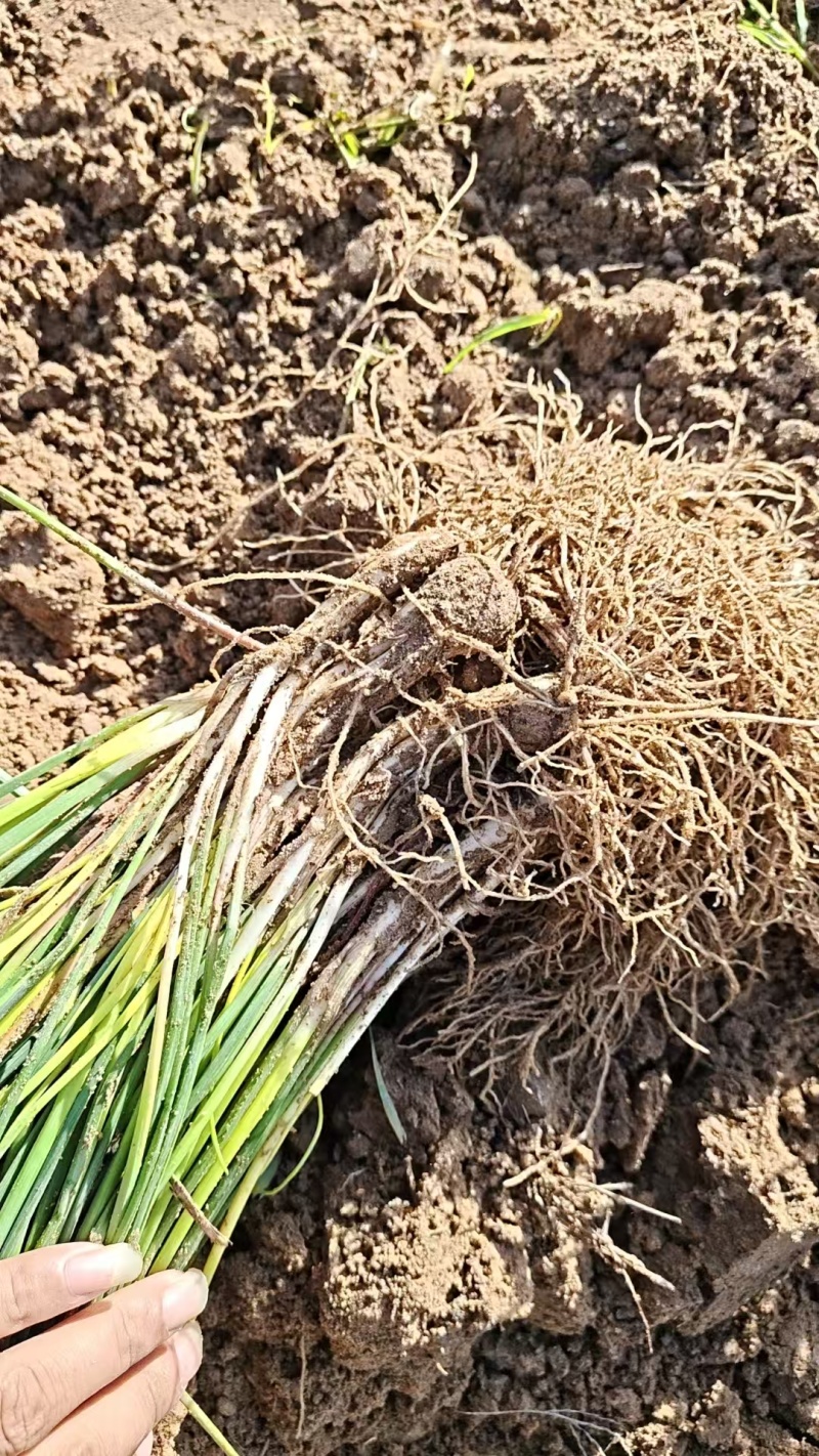荞头荞苗