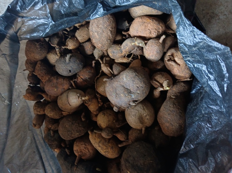 纯老野的地苦胆少量货先来先得