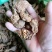 纯老野的地苦胆少量货先来先得