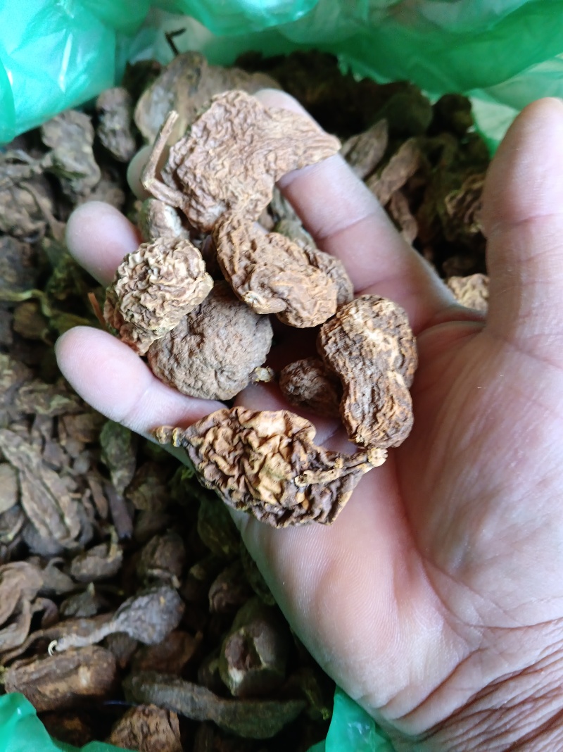 纯老野的地苦胆少量货先来先得