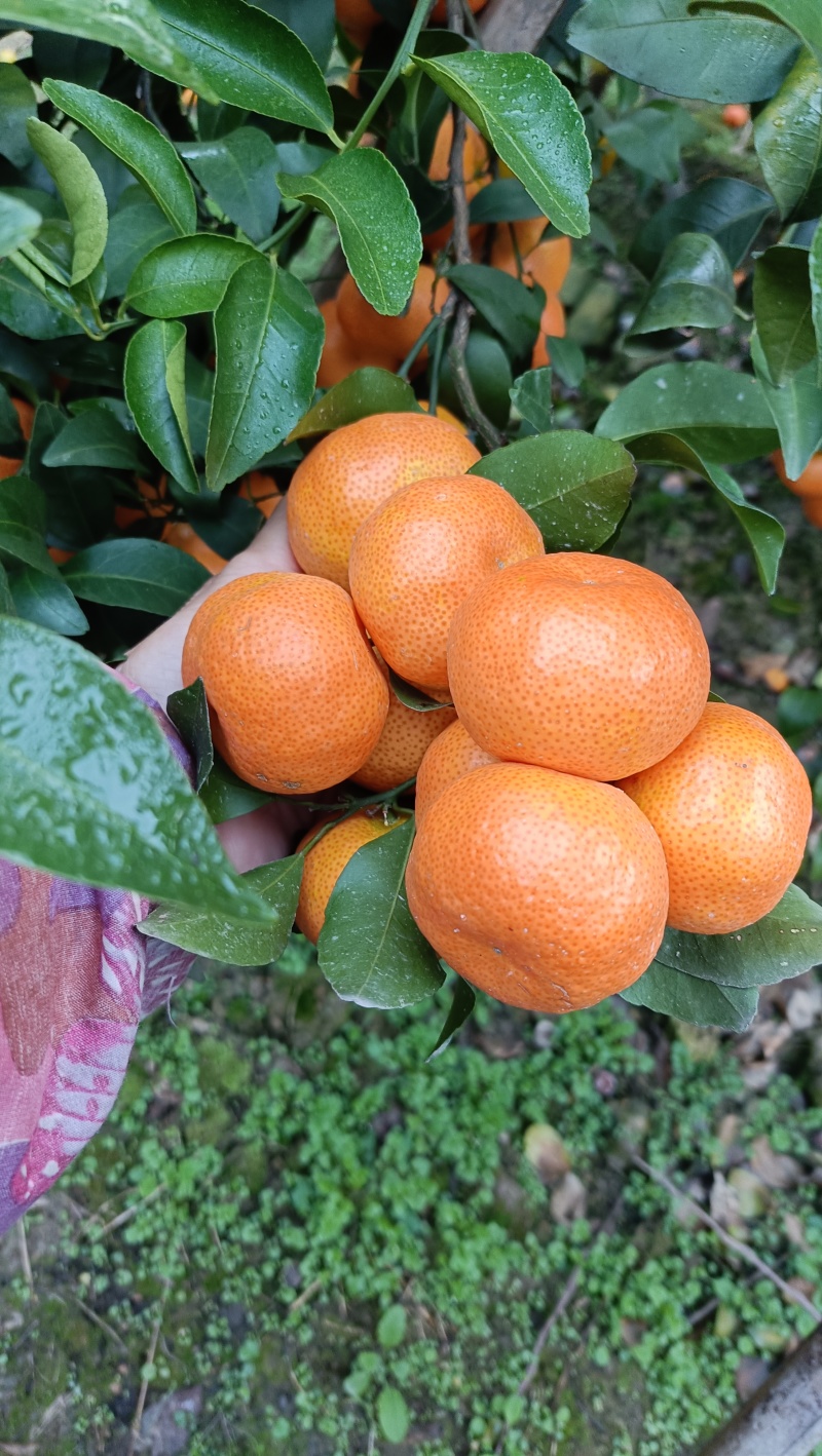 沙糖桔