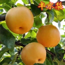 丰水梨/梨子/糖度高/卖相好/对接批发采购商超电商等