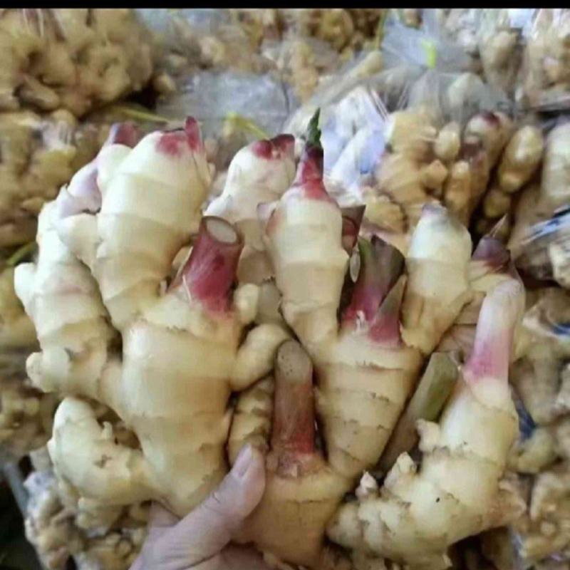 生茬地大姜，胖娃娃品种，姜母