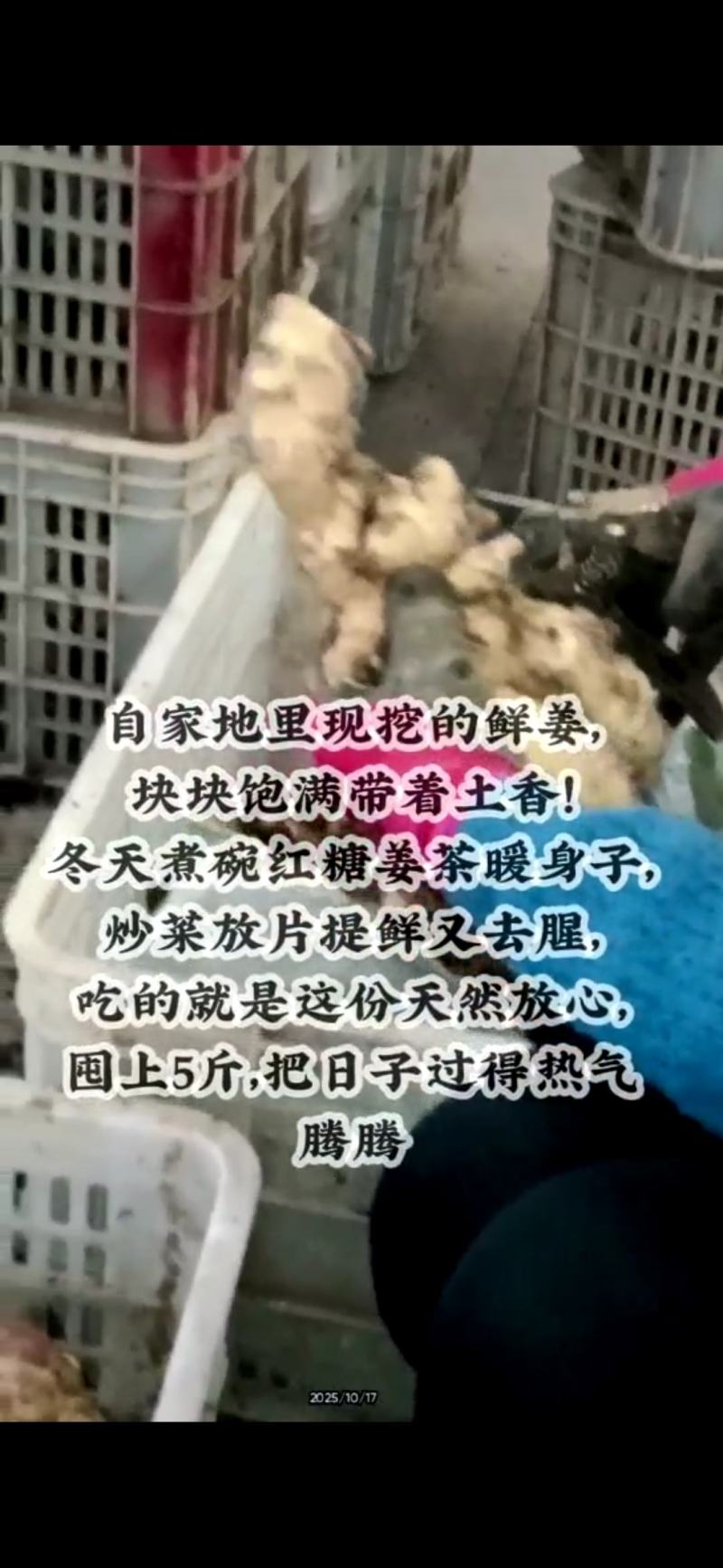 生茬地大姜，胖娃娃品种，姜母