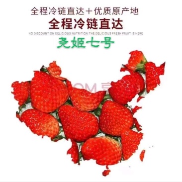 九九草莓红颜九九顺平九九草莓基地