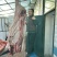 东北存粮新杀土猪肉新鲜猪肉品质好量大！