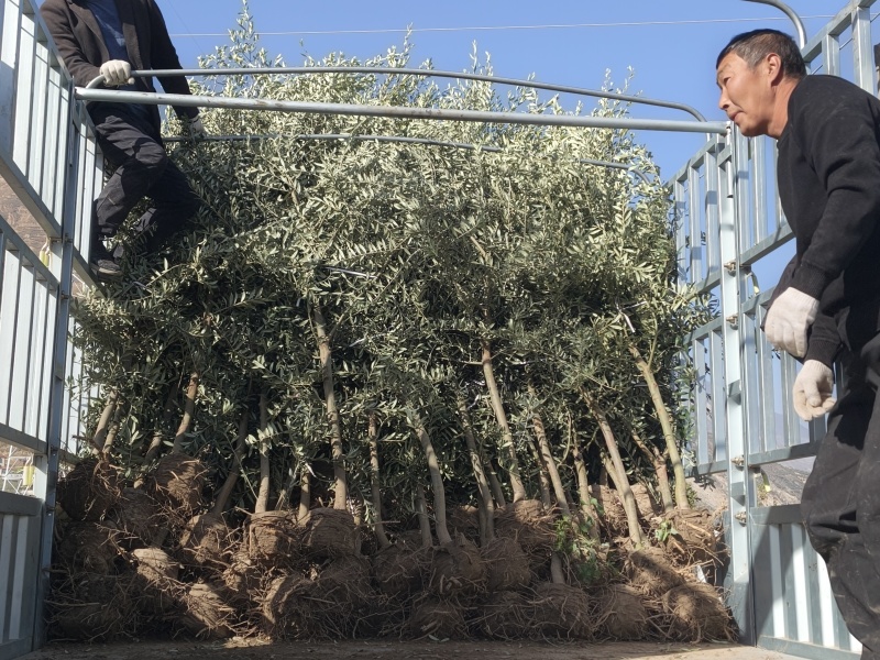 花镜油橄榄