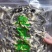 鹿茸菇干货食用菌特产食用菌鹿茸菌香菇蘑菇