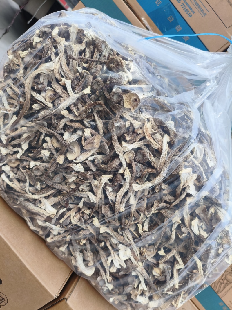 鹿茸菇干货食用菌特产食用菌鹿茸菌香菇蘑菇