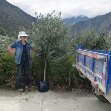 花镜油橄榄