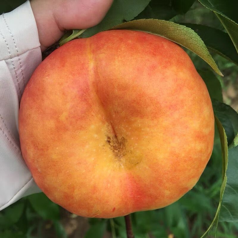 果园直发黄金油蟠桃树苗中油蟠味帝风味天后晚金霞包对版
