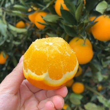 麻阳冰糖橙