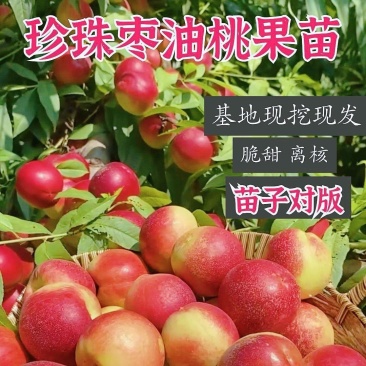 珍珠枣油桃苗3号8号可实地考察看苗包品种保质量现挖