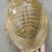 生态精品甲鱼（供垂钓及食用）大小规格齐全质量保证价格优惠