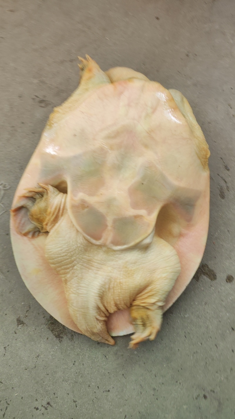 生态精品甲鱼（供垂钓及食用）大小规格齐全质量保证价格优惠
