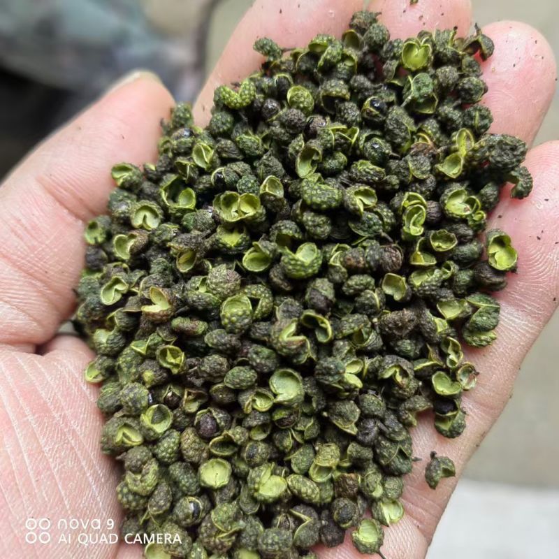 重庆江津青麻椒，大量上市，全国发货，欢迎进店
