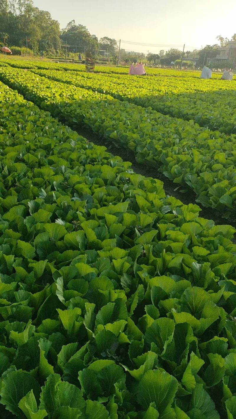 水东芥菜……来自原产地广东茂名市水东镇