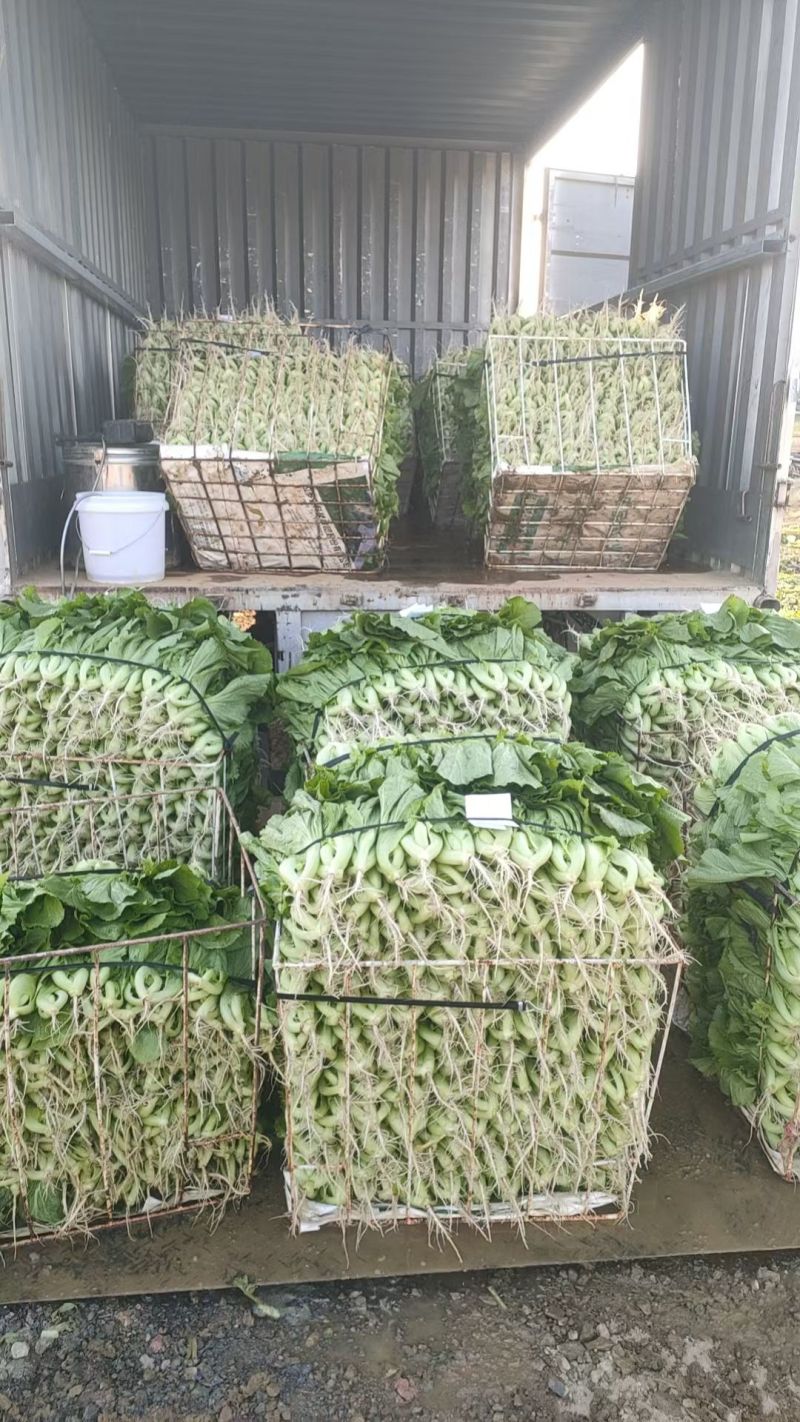 水东芥菜……来自原产地广东茂名市水东镇