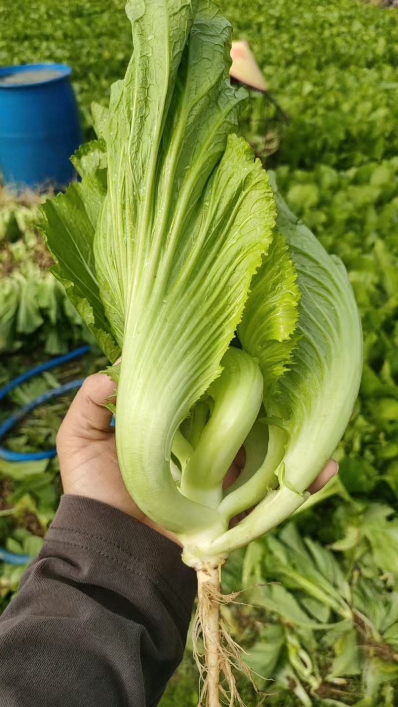 水东芥菜……来自原产地广东茂名市水东镇