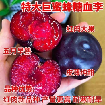 五月脆李子苗，基地直发保证品种，种植管理技术指导包品种