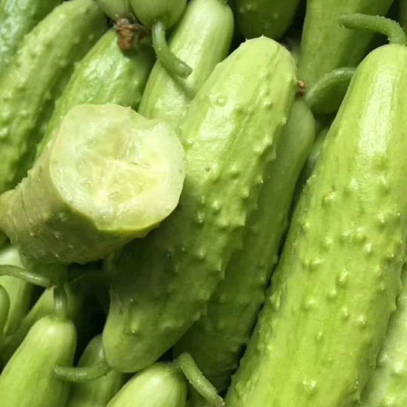 翠优先锋黄瓜种子春秋播强雌丰产水果白黄瓜清脆味浓菜籽种