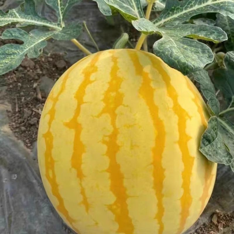 小金人早熟黄皮红瓤西瓜种子高产抗病农家菜园基地种植西瓜种