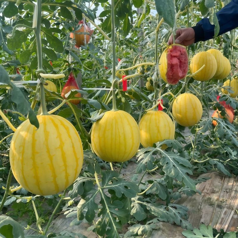小金人早熟黄皮红瓤西瓜种子高产抗病农家菜园基地种植西瓜种