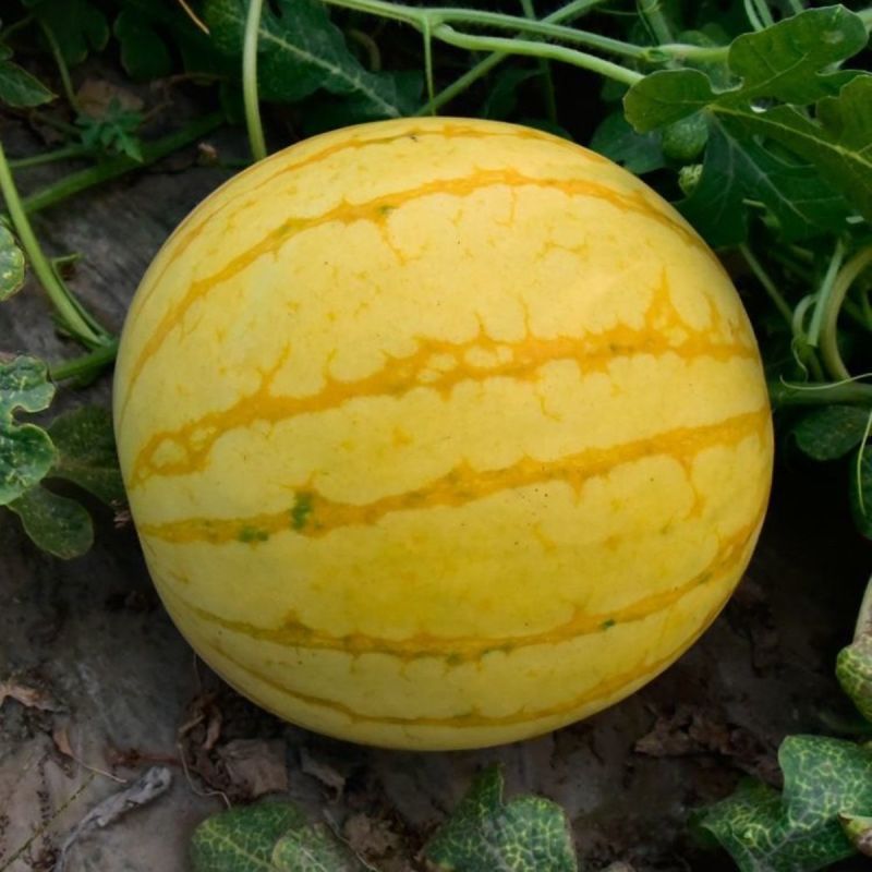 小金人早熟黄皮红瓤西瓜种子高产抗病农家菜园基地种植西瓜种