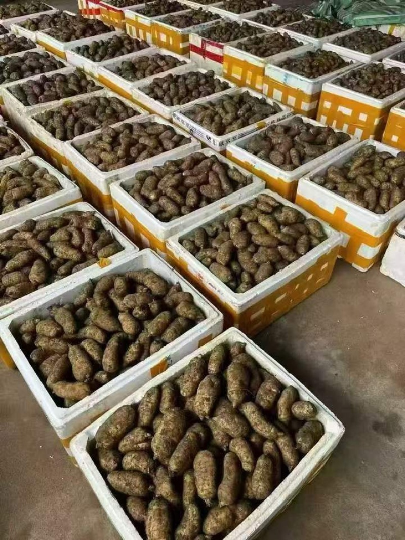 新鲜天麻，要买的朋友可以找我，大，中，小号都有，一手货源