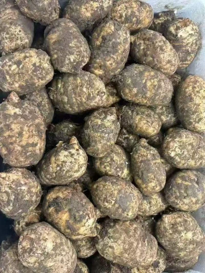 新鲜天麻，要买的朋友可以找我，大，中，小号都有，一手货源